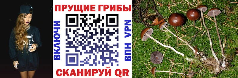 купить  цена  Михайловск  Галлюциногенные грибы Psilocybe 